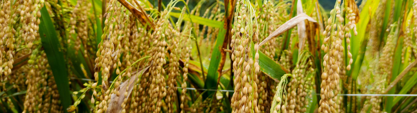 Rice Fields - Grocerylanka.com